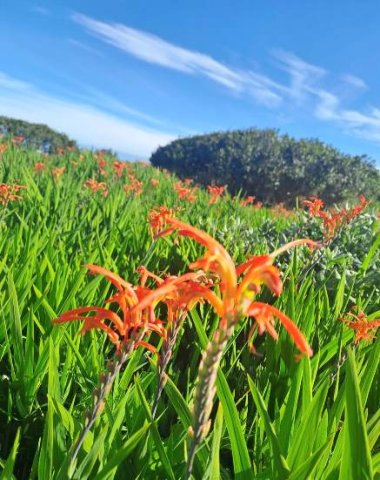 Chasmanthe aethiopica